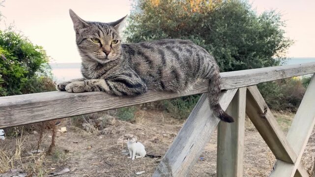 Grey alley cat lying and stretching on wooden fence. Stray cats in Turkey. Sunset at summer time, trees, sea and sky on background