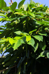 Syzygium polyanthum or Indonesian Bay Leaf or Indonesian laurel in Indonesia it is commonly known as "daun salam". The leaves traditionally used as a food flavouring. Aromatic leaves. Food ingredients