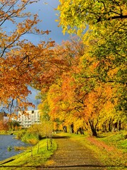 The Svisloch embankment with trees with bright yellow leaves in autumn. Minsk © Aleksei