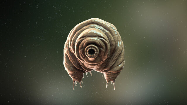 Tardigrade: Nature&rsquo;s Toughest Creature water bear
