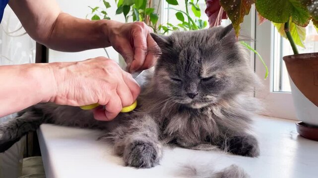Hands cutting the cat's hair, tangles removal, pet care, cat groomer