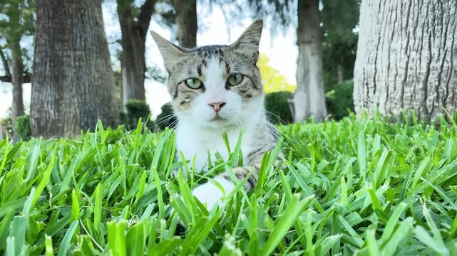 Gray and white alley cat lying on green grass and resting in public park. Stray cats in Turkey. Summer day, trees on background