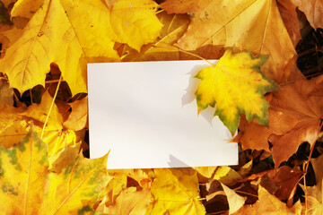 Autumn fall leaves in sunlight, blank text form. Natural autumn background. Autumnal background....