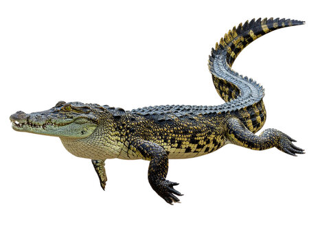  Crocodile Walking Forward Isolated on Transparent Background PNG