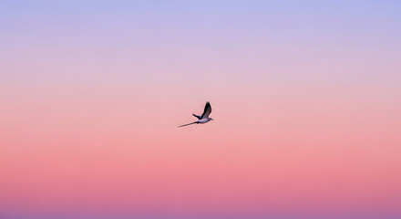 Fototapeta premium Bird in Flight Against Pastel Sky Minimalist Sky with Flying Bird Delicate Bird Silhouette Against Gradient Pink and Blue Sky Tranquil Scene of Bird Soaring Simple Bird Image