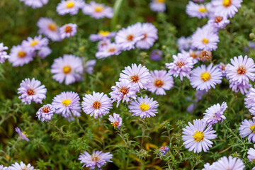 A bunch of purple flowers with yellow centers