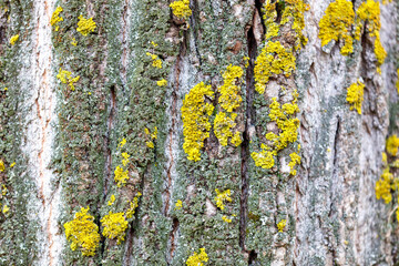 A tree trunk covered in moss and lichen