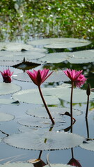 Pink water lilies blooming on a pond with lily pads and reflections. Serene aquatic nature scene. Perfect for wellness, spa, and garden themes.
