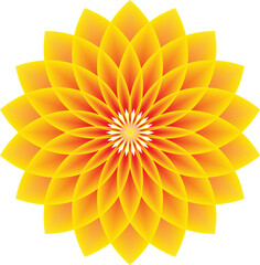 Vibrant yellow and orange dahlia flower illustration