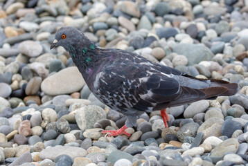 A pigeon is walking on a rocky surface