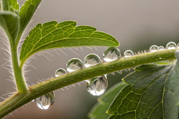 Fotograf&iacute;a macro de una planta de stevia
