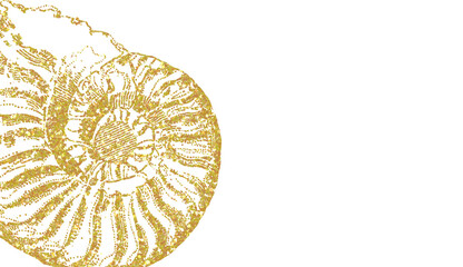 Gold Glitter Ammonite Fossil Shell