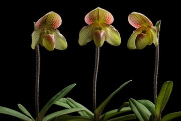 The orchids is Paphiopedilum at nursery in Thailand, Isolated on black background with beautiful Paphiopedilum concolor hybrids. Selective focus and free space for text.