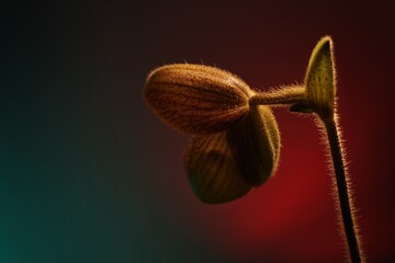 The orchids is Paphiopedilum at nursery in Thailand, Beautiful Paphiopedilum concolor hybrids on green and red background. Selective focus and free space for text.