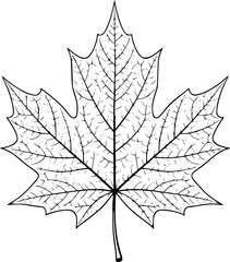 Fototapeta premium a line drawing of a maple leaf, black outline, white background, minimalist