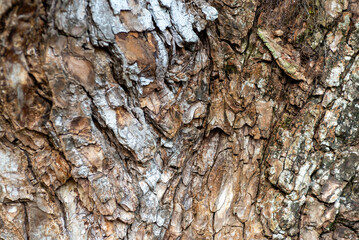 Detailed Close-Up of Rough and Cracked Tree Bark Texture
