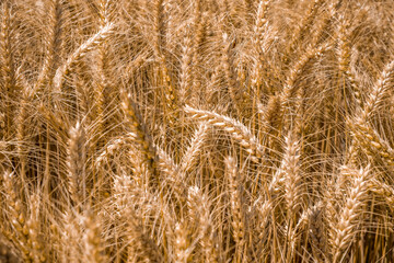 Golden wheat field ready for harvest. Tall stalks sway gently in the breeze under a clear blue sky. A symbol of agriculture and abundance.