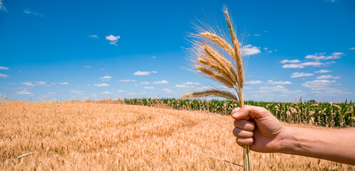 A hand holds a bundle of wheat in a golden field under a blue sky. The landscape features rows of crops in the background, symbolizing agriculture and harvest. © Mila