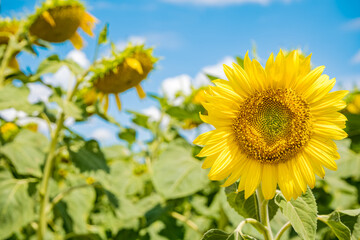 A vibrant sunflower stands tall in a field, surrounded by green leaves and other sunflowers. The sky is clear and blue, indicating a sunny day. This scene represents agricultural harvest.