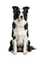 Fototapeta premium Stock photo of a sitting border collie dog, cute puppy, pet animal, canine breed, isolated image for graphic design and digital art projects isolated on transparent background
