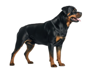 Obraz premium Full body standing rottweiler dog breed stock photo, canine pet animal photography, rottweilers breed, isolated on transparent background