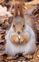 A squirrel is eating a nut