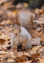 A squirrel is eating a nut