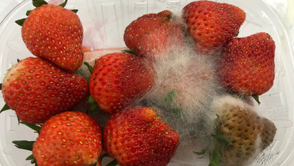 Strawberry fruit rot