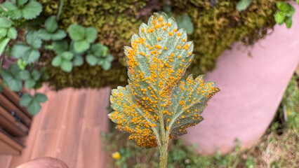 Strawberry rust disease