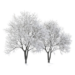Fototapeta premium Snowy winter trees scene with frost covered branches and trunks illustration for christmas holiday season decor isolated on transparent background