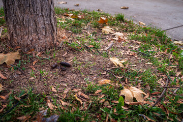 Dog waste on grass near a tree in a public park, surrounded by fallen autumn leaves. Concept of irresponsible pet owners and urban cleanliness.
