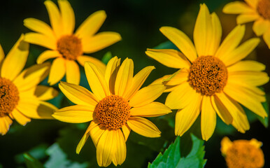 Yellow daisies grow in the meadow in summer

