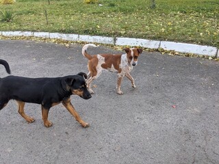 dogs in street row