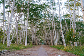 A dirt path winds through a beautiful forest of tall, slender trees with striking white bark.