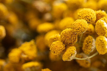 Dried tansy flowers macro close-up in natural light