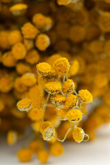 Dried tansy flowers macro close-up in natural light