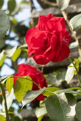 Roses blooming in Japan