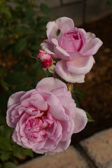 Roses blooming in Japan
