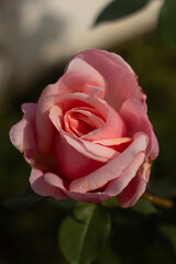 Roses blooming in Japan