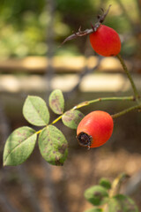 Roses blooming in Japan