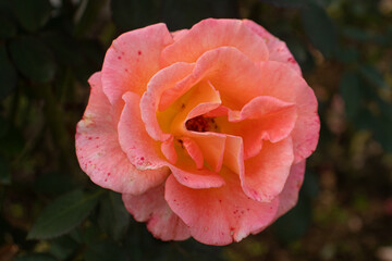 Roses blooming in Japan