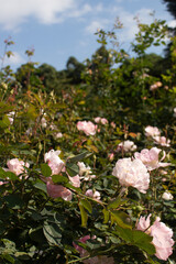 Roses blooming in Japan