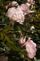 Roses blooming in Japan