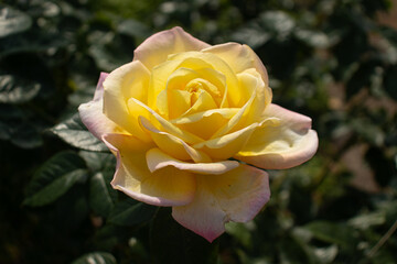 Roses blooming in Japan