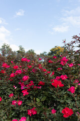 Roses blooming in Japan