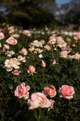 Roses blooming in Japan