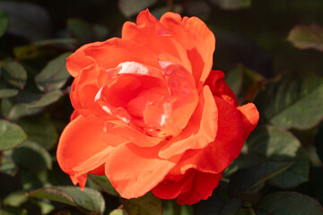 Roses blooming in Japan