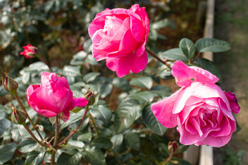 Roses blooming in Japan
