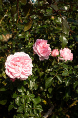 Roses blooming in Japan