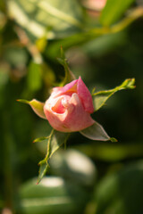 Roses blooming in Japan